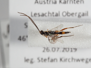  ( - ABOL-24-1649)  @11 [ ] Unspecified (default): All Rights Reserved (2024) Natural history museum Vienna Unspecified
