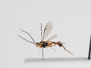  ( - ABOL-24-1649)  @11 [ ] Unspecified (default): All Rights Reserved (2024) Natural history museum Vienna Unspecified