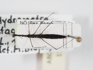  ( - ABOL-25-1195)  @11 [ ] Unspecified (default): All Rights Reserved (2025) Naturhistorisches Museum Wien Unspecified