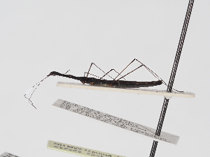  ( - ABOL-25-1195)  @11 [ ] Unspecified (default): All Rights Reserved (2025) Naturhistorisches Museum Wien Unspecified