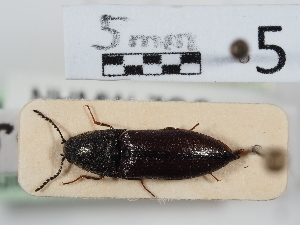  ( - ABOL-24-1556)  @11 [ ] Unspecified (default): All Rights Reserved (2024) Naturhistorisches Museum Wien Naturhistorisches Museum Wien