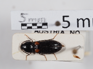  ( - ABOL-24-1478)  @11 [ ] Unspecified (default): All Rights Reserved (2024) Naturhistorisches Museum Wien Naturhistorisches Museum Wien