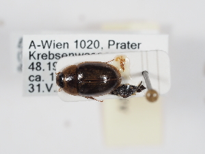  ( - ABOL-25-1191)  @11 [ ] Unspecified (default): All Rights Reserved (2025) Naturhistorisches Museum Wien Unspecified