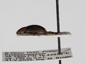  ( - ABOL-25-1191)  @11 [ ] Unspecified (default): All Rights Reserved (2025) Naturhistorisches Museum Wien Unspecified