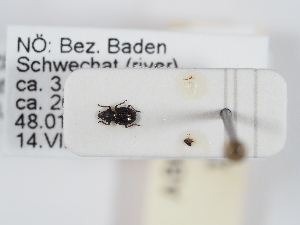  ( - ABOL-25-1198)  @11 [ ] Unspecified (default): All Rights Reserved (2025) Naturhistorisches Museum Wien Unspecified