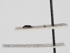  ( - ABOL-25-1198)  @11 [ ] Unspecified (default): All Rights Reserved (2025) Naturhistorisches Museum Wien Unspecified