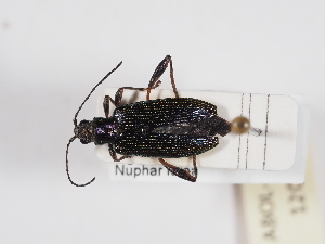  (Donacia crassipes - ABOL-25-1202)  @11 [ ] Unspecified (default): All Rights Reserved (2025) Naturhistorisches Museum Wien Unspecified