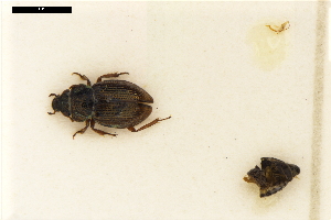  (Ochthebius flavipes - ABOL-24-0085)  @11 [ ] Unspecified (default): All Rights Reserved (2024) Natural history museum Vienna Unspecified