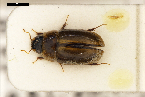  (Enochrus coarctarus - ABOL-24-0064)  @11 [ ] Unspecified (default): All Rights Reserved (2024) Natural history museum Vienna Unspecified