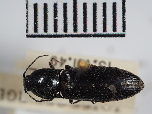  ( - ABOL-25-0296)  @11 [ ] Unspecified (default): All Rights Reserved (2025) Naturhistorisches Museum Wien Unspecified