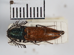  ( - ABOL-25-0235)  @11 [ ] Unspecified (default): All Rights Reserved (2025) Naturhistorisches Museum Wien Unspecified