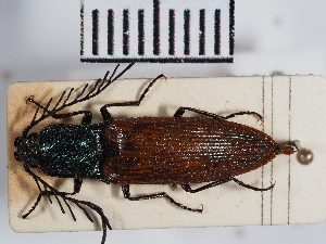  ( - ABOL-25-0239)  @11 [ ] Unspecified (default): All Rights Reserved (2025) Naturhistorisches Museum Wien Unspecified