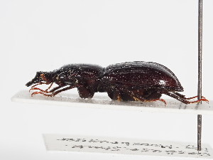  ( - ABOL-25-0483)  @11 [ ] CC-BY (2025) Naturhistorisches Museum Wien Unspecified