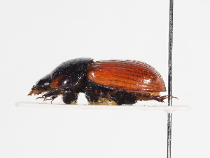  ( - ABOL-25-0596)  @11 [ ] CC-BY (2025) Naturhistorisches Museum Wien Unspecified