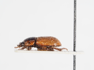  ( - ABOL-25-0651)  @11 [ ] CC-BY (2025) Naturhistorisches Museum Wien Unspecified