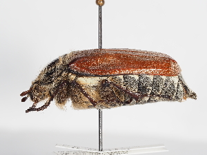  ( - ABOL-25-0613)  @11 [ ] CC-BY (2025) Naturhistorisches Museum Wien Unspecified