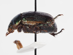  ( - ABOL-25-0630)  @11 [ ] CC-BY (2025) Naturhistorisches Museum Wien Unspecified