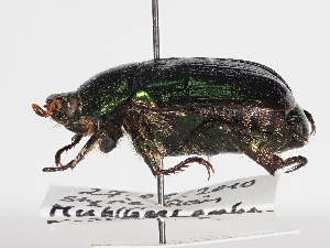  ( - ABOL-25-0548)  @11 [ ] CC-BY (2025) Naturhistorisches Museum Wien Unspecified