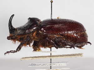  ( - ABOL-25-0621)  @11 [ ] CC-BY (2025) Naturhistorisches Museum Wien Unspecified