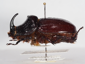  ( - ABOL-25-0502)  @11 [ ] CC-BY (2025) Naturhistorisches Museum Wien Unspecified