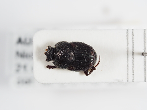  ( - ABOL-25-0563)  @11 [ ] CC-BY (2025) Naturhistorisches Museum Wien Unspecified