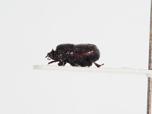  ( - ABOL-25-0563)  @11 [ ] CC-BY (2025) Naturhistorisches Museum Wien Unspecified