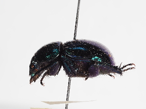  ( - ABOL-25-0592)  @11 [ ] CC-BY (2025) Naturhistorisches Museum Wien Unspecified