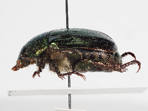  ( - ABOL-25-0462)  @11 [ ] CC-BY (2025) Naturhistorisches Museum Wien Unspecified
