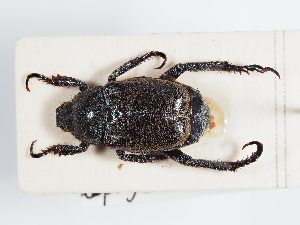 (Hoplia philanthus philanthus - ABOL-25-0588)  @11 [ ] CC-BY (2025) Naturhistorisches Museum Wien Unspecified