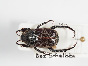  ( - ABOL-25-0586)  @11 [ ] CC-BY (2025) Naturhistorisches Museum Wien Unspecified