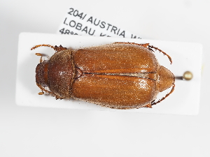  ( - ABOL-25-0639)  @11 [ ] Unspecified (default): All Rights Reserved (2025) Naturhistorisches Museum Wien Unspecified
