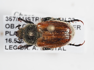  (Chaetopteroplia segetum straminea - ABOL-25-0644)  @11 [ ] Unspecified (default): All Rights Reserved (2025) Naturhistorisches Museum Wien Unspecified