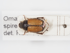  (Omaloplia spireae - ABOL-24-1830)  @11 [ ] Unspecified (default): All Rights Reserved (2024) Naturhistorisches Museum Wien Naturhistorisches Museum Wien