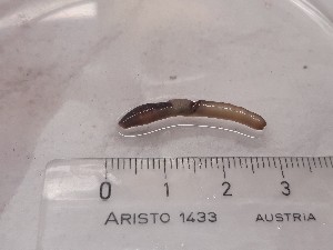  (Octodrilus argoviensis - ABOL-25-0325)  @11 [ ] Unspecified (default): All Rights Reserved (2025) Edith Gruber Unspecified