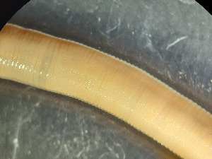  (Octodrilus transpadanus - ABOL-25-0323)  @11 [ ] Unspecified (default): All Rights Reserved (2025) Edith Gruber Unspecified