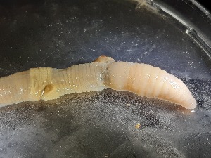  ( - ABOL-25-0374)  @11 [ ] Unspecified (default): All Rights Reserved (2025) Edith Gruber Unspecified