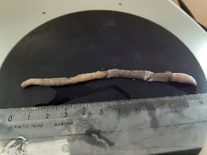  ( - ABOL-25-0374)  @11 [ ] Unspecified (default): All Rights Reserved (2025) Edith Gruber Unspecified