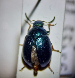  (Colaphellus sophiae - RDRB24_156)  @11 [ ] Unspecified (default): All Rights Reserved (2024) Dominik Rabl Unspecified