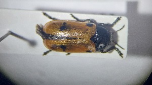  ( - RDRB24_194)  @11 [ ] Unspecified (default): All Rights Reserved (2025) Dominik Rabl Unspecified