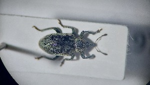  ( - RDRB24_197)  @11 [ ] Unspecified (default): All Rights Reserved (2025) Dominik Rabl Unspecified