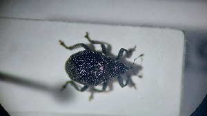  ( - RDRB24_198)  @11 [ ] Unspecified (default): All Rights Reserved (2025) Dominik Rabl Unspecified