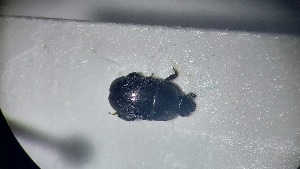  ( - RDRB24_241)  @11 [ ] Unspecified (default): All Rights Reserved (2025) Dominik Rabl Unspecified