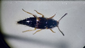  ( - RDRB24_244)  @11 [ ] Unspecified (default): All Rights Reserved (2025) Dominik Rabl Unspecified