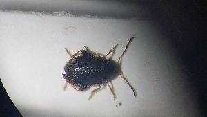  ( - RDRB24_256)  @11 [ ] Unspecified (default): All Rights Reserved (2025) Dominik Rabl Unspecified