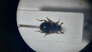  ( - RDRB24_279)  @11 [ ] Unspecified (default): All Rights Reserved (2025) Dominik Rabl Unspecified