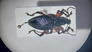  ( - RDRB24_367)  @11 [ ] Unspecified (default): All Rights Reserved (2025) Dominik Rabl Unspecified