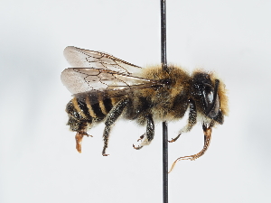  (Megachile pilicrus - ABOL-Bioblitz22-S22-011)  @11 [ ] CC-BY-SA (2023) Schoder private