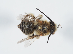 (Eucera fulvescens - ABOL-Bioblitz22-S22-028)  @11 [ ] CC-BY-SA (2023) Schoder private
