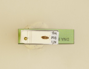  (Metopsia similis - TLMF I. VAR. 00049)  @11 [ ] CC-BY-SA (2020) Eckelt A. Tiroler Landesmuseen