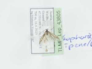  ( - TLMF_Lep_43805)  @11 [ ] CreativeCommons - Attribution Non-Commercial Share-Alike (2023) Peter Huemer Tiroler Landesmuseum